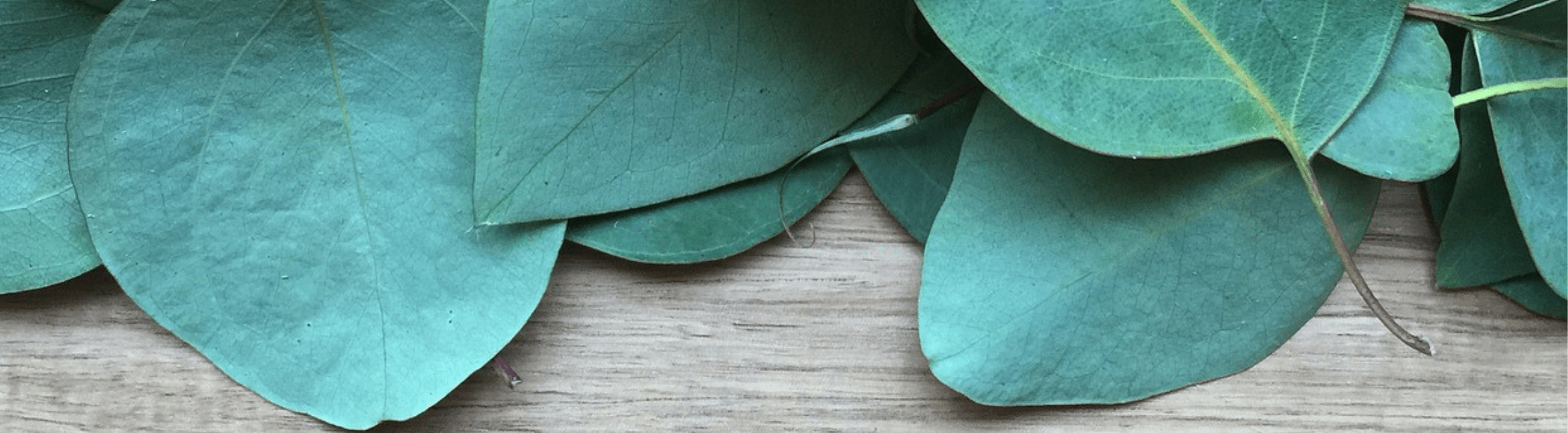 hojas de eucalipto beneficios